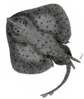 Leucoraja circularis_01.jpg